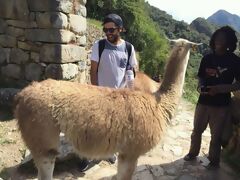 Lama in Machu Picchu